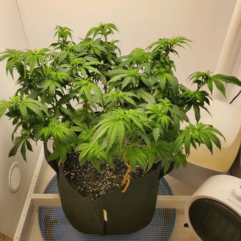 Rose growlog photo: 1:00 PM after trim and water