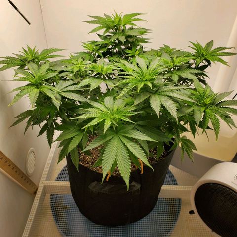 Rose growlog photo: Morning
