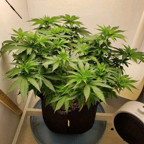 Rose growlog photo: Morning