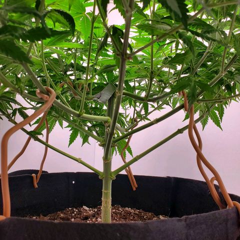 Rose growlog photo: Morning