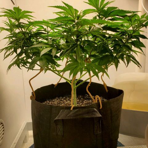 Rose growlog photo: Morning