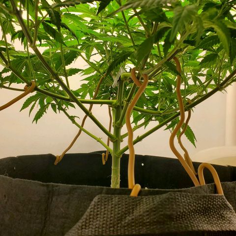 Rose growlog photo: Morning