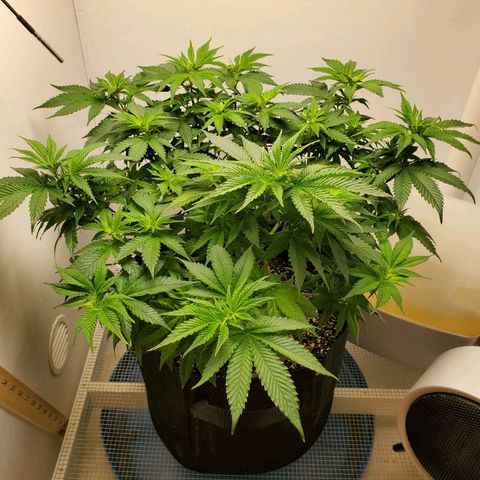 Rose growlog photo: Morning