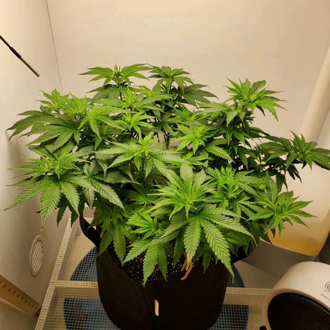 Rose growlog photo: Morning