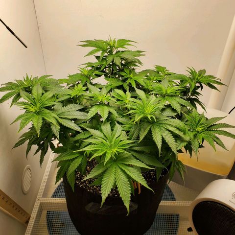 Rose growlog photo: Morning