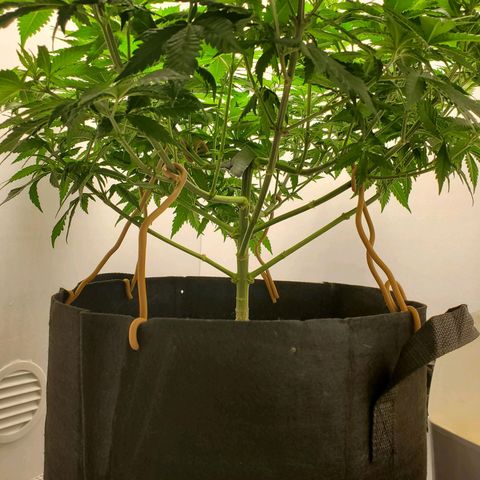 Rose growlog photo: Morning