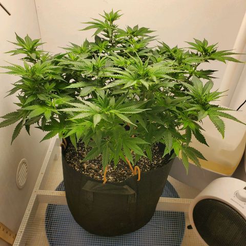 Rose growlog photo: 4:40 PM