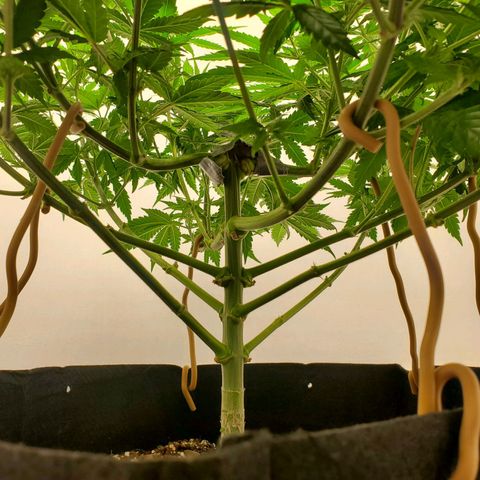 Rose growlog photo: 4:40 PM