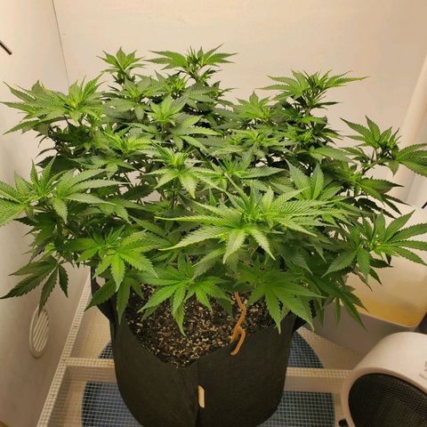 Rose growlog photo: 4:40 PM
