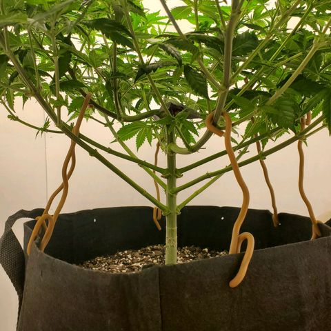 Rose growlog photo: 4:40 PM
