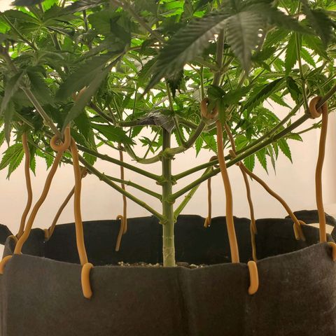 Rose growlog photo: About 3:30 before removing training aids watering