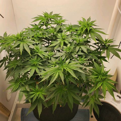Rose growlog photo: About 3:30 before removing training aids watering