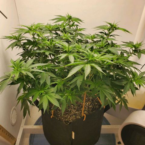 Rose growlog photo: About 3:30 before removing training aids watering