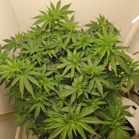 Rose growlog photo: About 3:30 before removing training aids watering