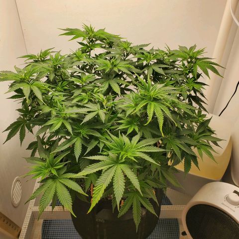 Rose growlog photo: About 3:30 before removing training aids watering