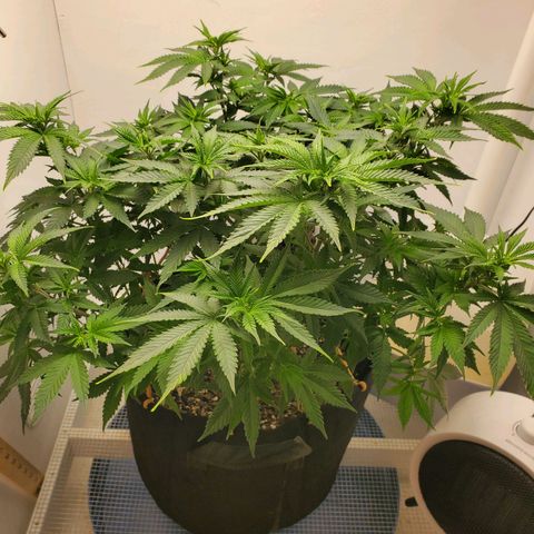 Rose growlog photo: About 3:30 before removing training aids watering