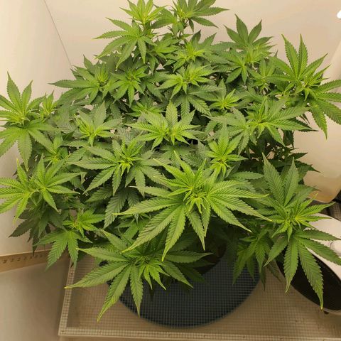 Rose growlog timeline photo