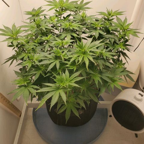 Rose growlog timeline photo