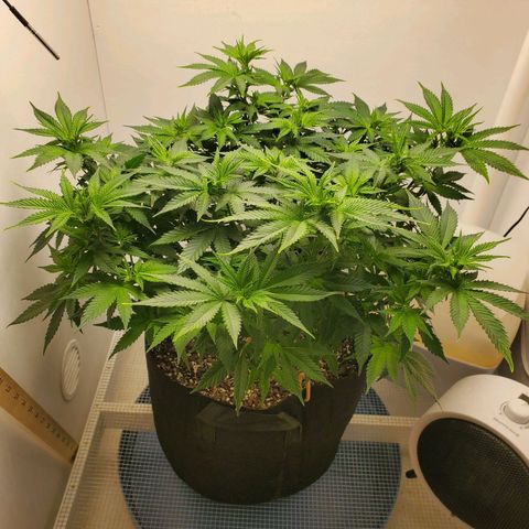 Rose growlog timeline photo