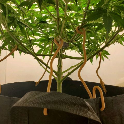 Rose growlog timeline photo