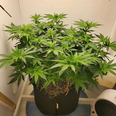 Rose growlog timeline photo