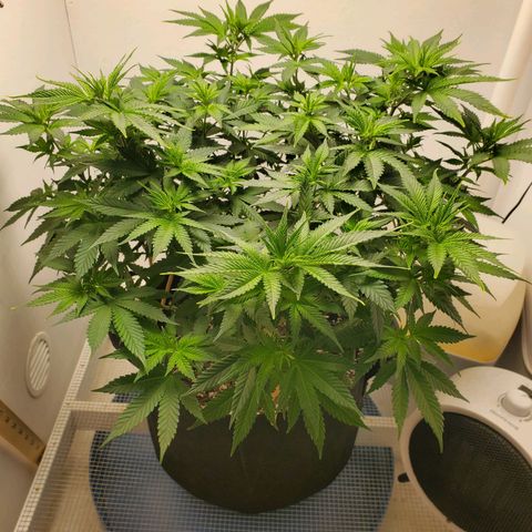 Rose growlog timeline photo