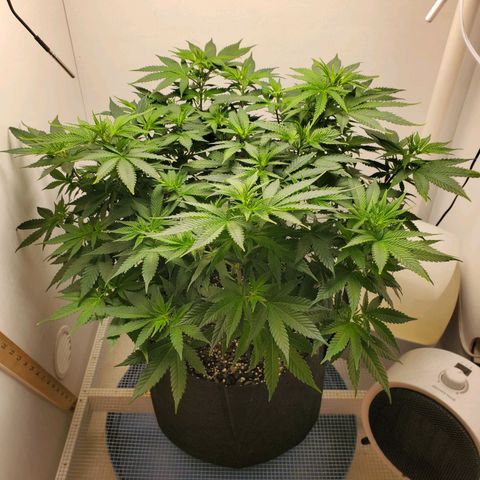 Rose growlog photo: 6:50 PM