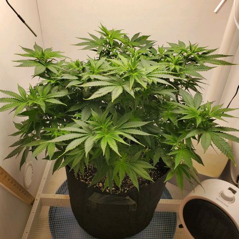 Rose growlog photo: 6:50 PM