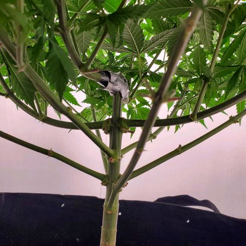 Rose growlog photo: 6:50 PM