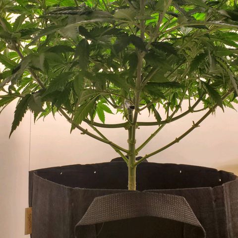 Rose growlog photo: 6:50 PM