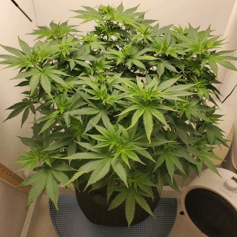 Rose growlog photo: 6:50 PM