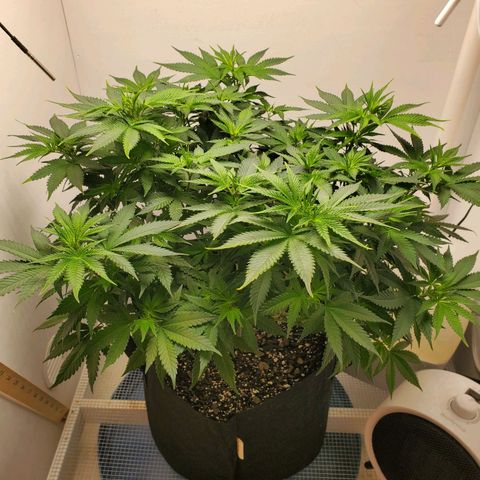 Rose growlog photo: 6:50 PM