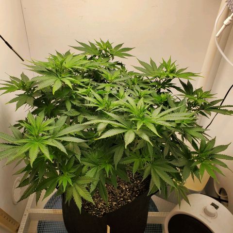 Rose growlog photo: 4:50 PM
