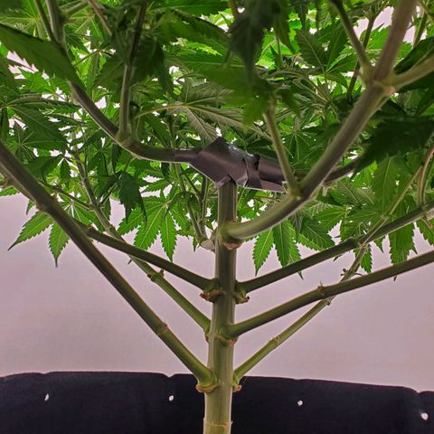 Rose growlog photo: 4:50 PM