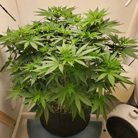 Rose growlog photo: 4:50 PM