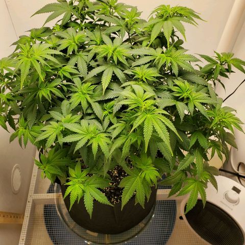 Rose growlog photo: 2:00 PM
