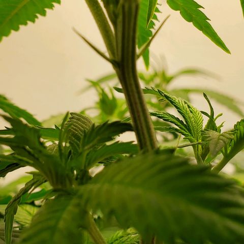 Rose growlog photo: 2:00 PM