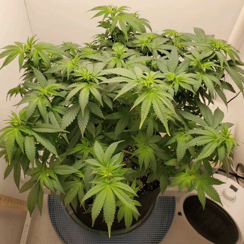 Rose growlog photo: 2:00 PM