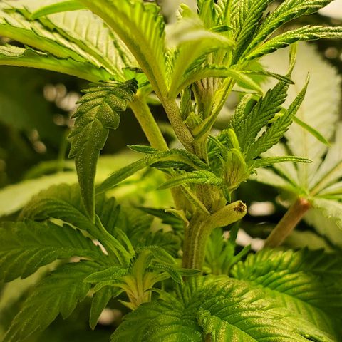 Rose growlog photo: 2:00 PM