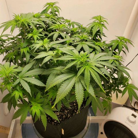 Rose growlog photo: 2:00 PM