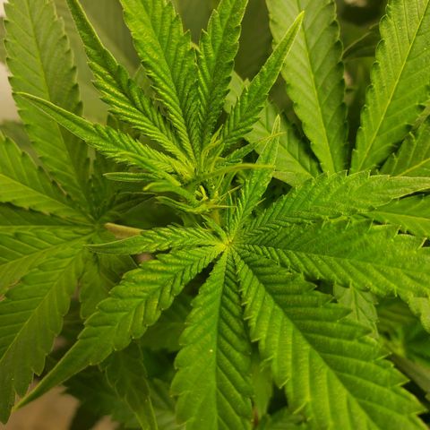 Rose growlog timeline photo