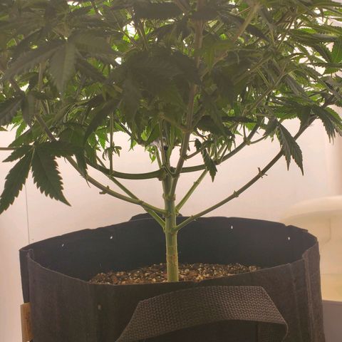 Rose growlog timeline photo