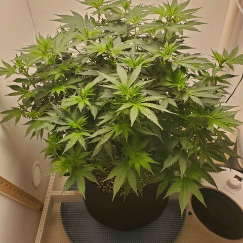 Rose growlog timeline photo