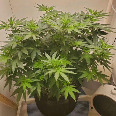 Rose growlog timeline photo