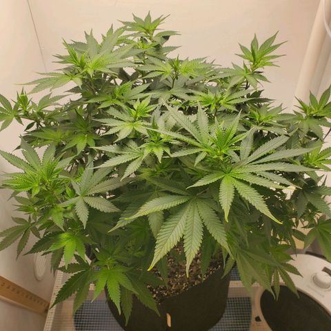 Rose growlog timeline photo
