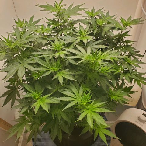 Rose growlog timeline photo