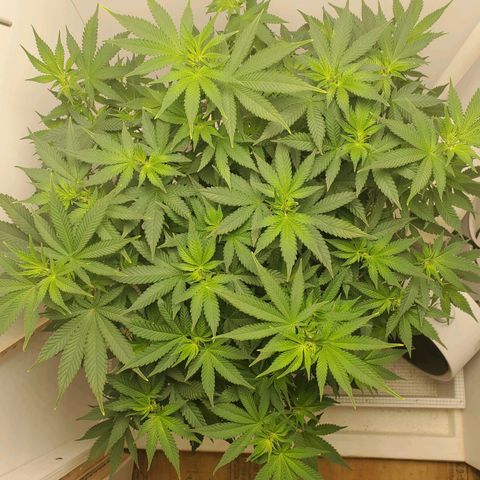 Rose growlog timeline photo