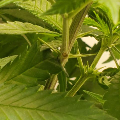 Rose growlog timeline photo