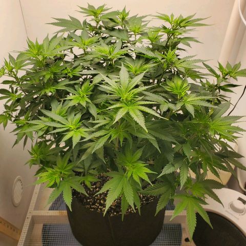 Rose growlog timeline photo