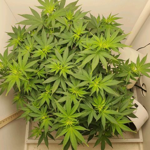Rose growlog timeline photo